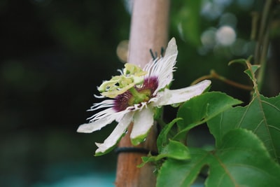 倾斜移位透镜中的白花